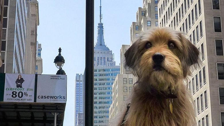 小狗班吉電影劇照1