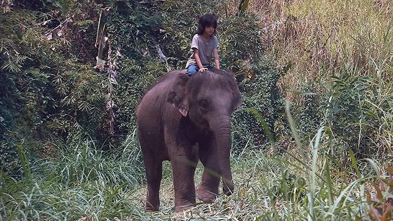 My Lucky Elephant電影劇照1