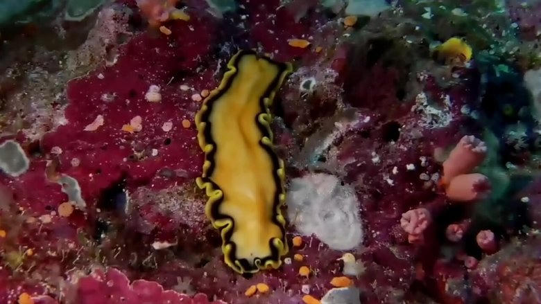 Coral Sea Dreaming: Awaken電影劇照1