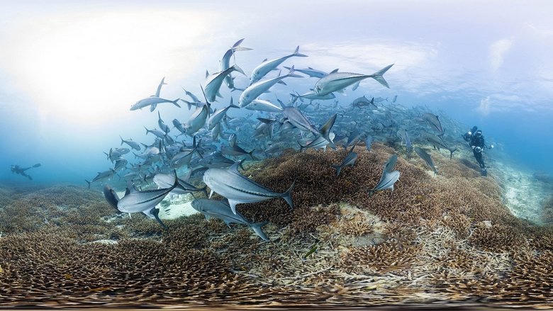 追逐珊瑚電影劇照1