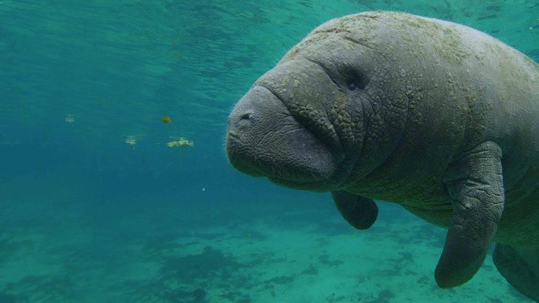 North America's National Parks電影劇照1