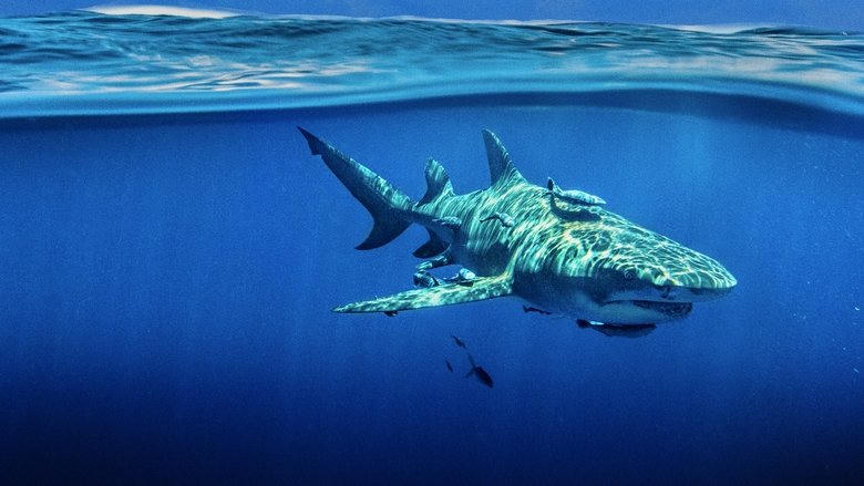 Sky Sharks電影劇照1