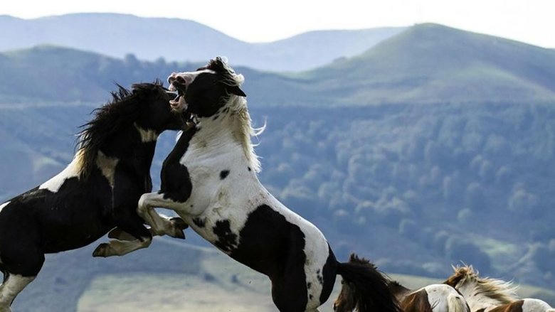 Le Plus Beau Pays du Monde, Opus 2電影劇照1