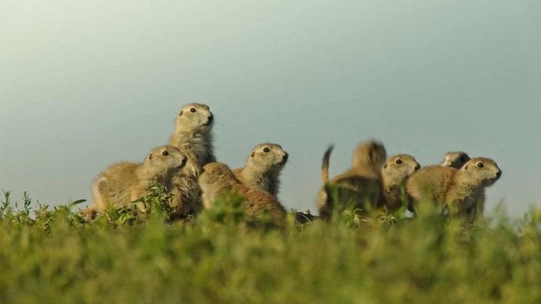 Die verrückte Welt der Hörnchen電影劇照1