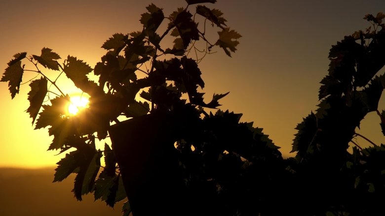 Somm: Into the Bottle電影劇照1