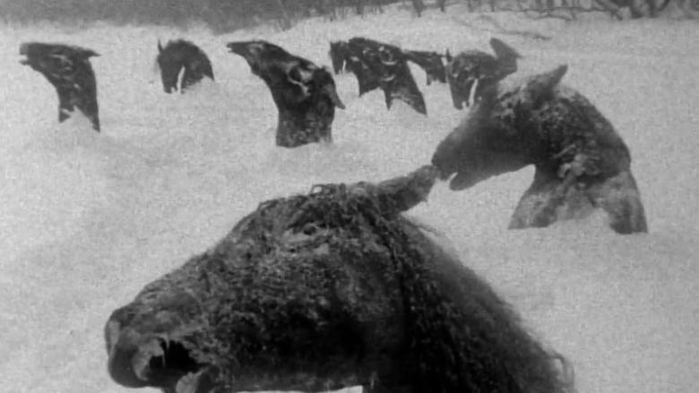 故城風雪行電影劇照1