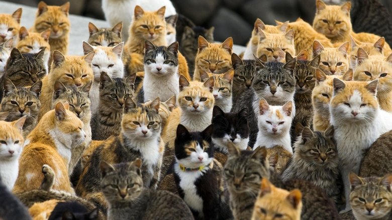 貓の島電影劇照1