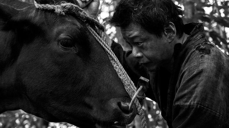 黒の牛電影劇照1