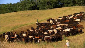 毒食難肥電影劇照3