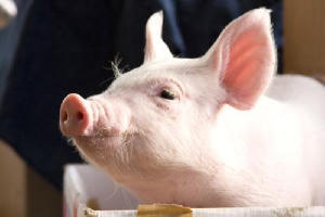 小豬的教室電影劇照3