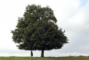 花落花開電影劇照2
