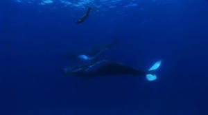 海豚灣電影劇照9