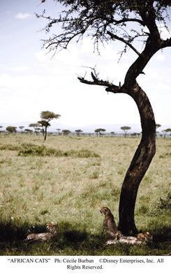非洲野貓電影劇照2