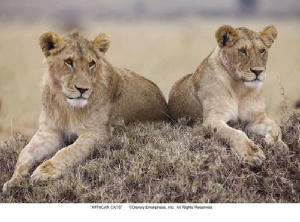 非洲野貓電影劇照11