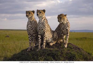 非洲野貓電影劇照3