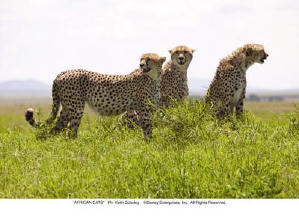 非洲野貓電影劇照5