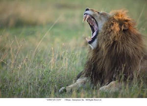 非洲野貓電影劇照7