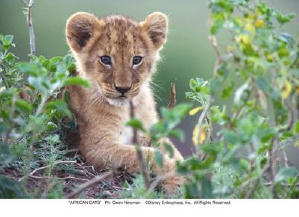 非洲野貓電影劇照8