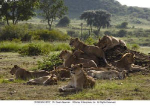 非洲野貓電影劇照9