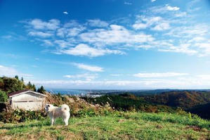 鬆毛犬小威電影劇照11