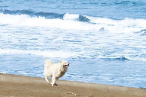 鬆毛犬小威電影劇照5