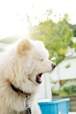 鬆毛犬小威電影劇照7