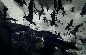 海中獸電影劇照3