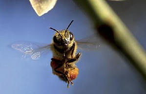 沒有蜜蜂的日子電影劇照2