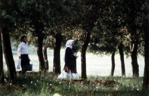 橄欖樹的情人電影劇照2