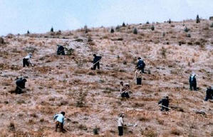 櫻桃的滋味電影劇照2