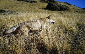 狼圖騰電影劇照4