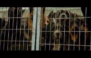 狗眼看人間電影劇照2