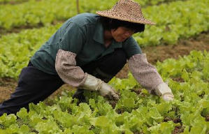 收割，開路！電影劇照2