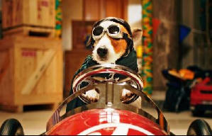 聰明狗笨豬電影劇照4