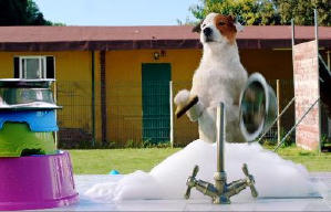 聰明狗笨豬電影劇照14