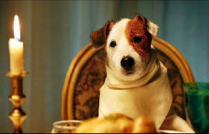 聰明狗笨豬電影劇照9