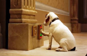 聰明狗笨豬電影劇照10