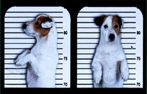 聰明狗笨豬電影劇照12