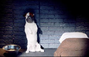 聰明狗笨豬電影劇照13