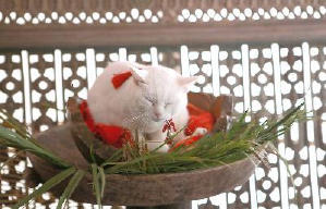 貓侍：萌主現身電影劇照12