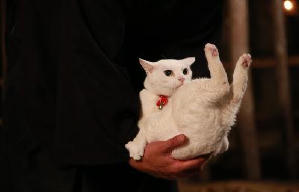 貓侍：萌主現身電影劇照14