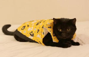 貓侍：萌主現身電影劇照10