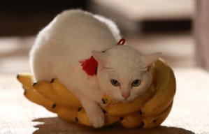 貓侍：萌主現身電影劇照11