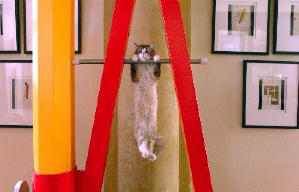 億萬喵星人電影劇照3