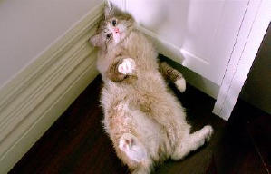 億萬喵星人電影劇照6