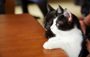 貓咪去哪兒電影劇照2