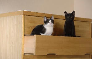 貓咪去哪兒電影劇照6