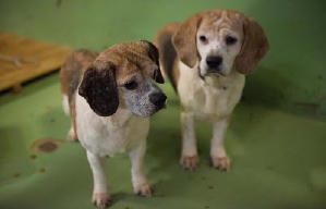 狗狗沒有家電影劇照6