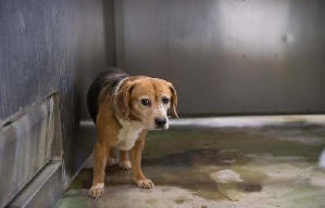 狗狗沒有家電影劇照7