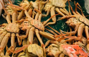 潮拜築地：魚味無窮電影劇照6